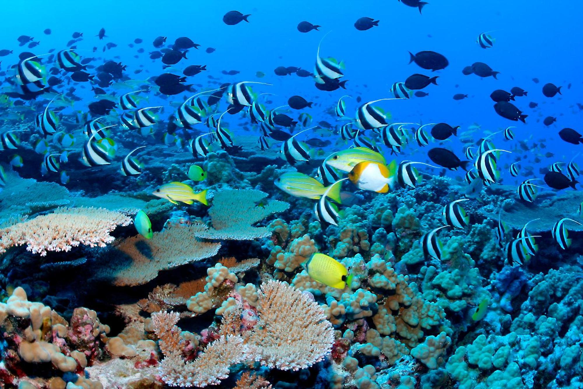 The Barefoot Eco Hotel Hanimaadhoo Island Buitenkant foto