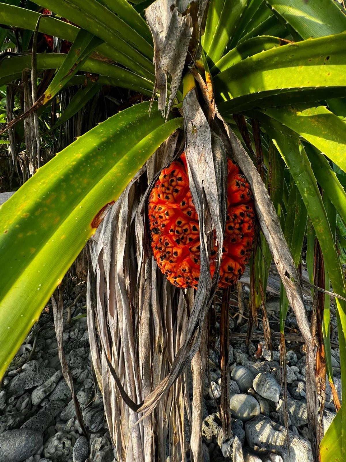 The Barefoot Eco Hotel Hanimaadhoo Island Buitenkant foto